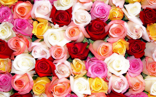 Roses With Special Meanings You Must Gifted